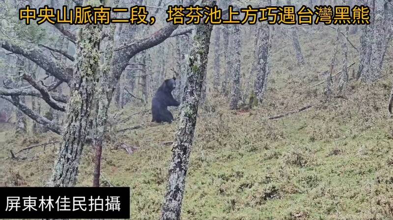 玉山園區南二段今年曾發現台灣黑熊，並被山友直擊通報。（取自臉書社團「肉腳登山隊」）