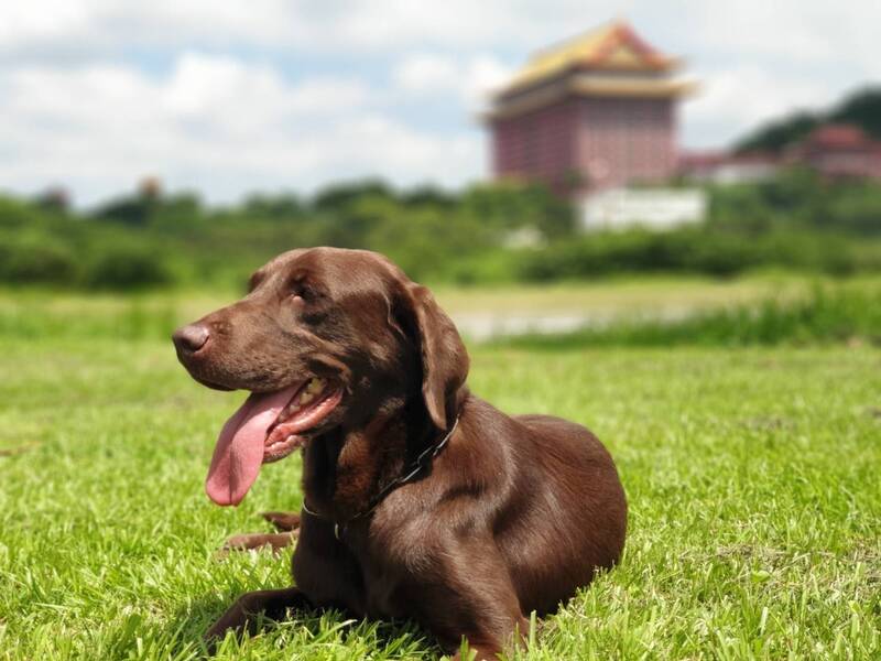 退役搜救犬Uny。（記者邱俊福翻攝）