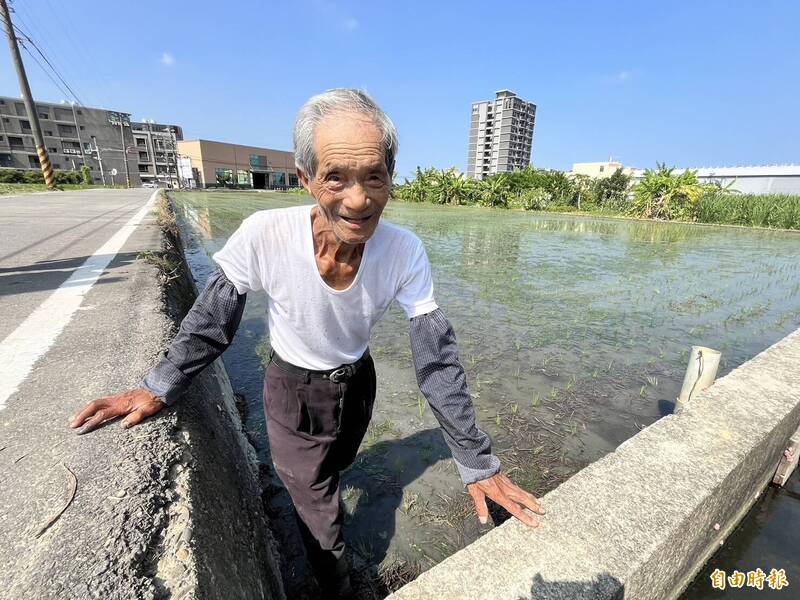 陳昌欽老先生除了自己的6分田，還幫人代耕2甲多地。（記者廖雪茹攝）