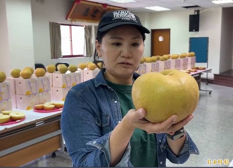 苗栗縣大湖地區農會舉辦大湖尊梨果品評鑑，參賽的甘露梨，比人臉還大。（記者張勳騰攝）