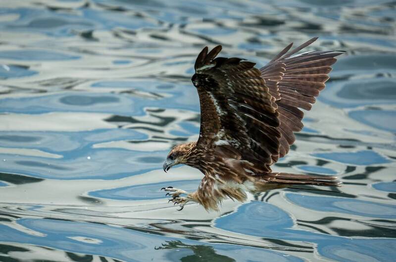 嘉義縣立永慶高中高三學生温奕丞拍攝黑鳶衝水捕魚作品，獲國家地理雜誌台灣攝影大賽青少年組冠軍。（温奕丞提供）