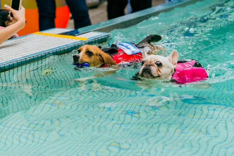 萌犬另類奧運，泳池競逐歡樂又消暑。（圖由高市動保處提供）