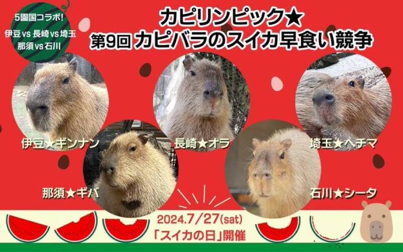 日本5大動物園7月27日聯合舉辦水豚快速吃西瓜大賽，每位參賽選手都非常可愛。（擷取自@capybarabath/X）