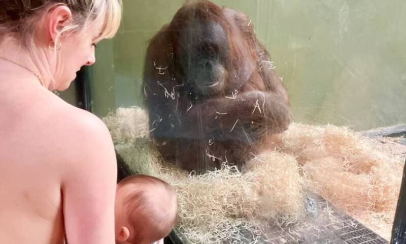 動物園示意，雖然這些現場哺乳教學課程的確起到了一些作用，但穆裘（右）抱著寶寶哺乳的姿勢還是不太正確。（圖擷取自齐柏林動物園專頁）