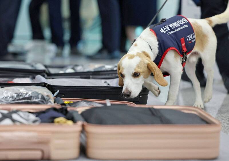 南韓首隻臭蟲嗅探犬賽科（Ceco）於仁川國際機場對旅客行李中進行臭蟲檢測。（路透）