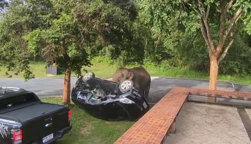 泰國考艾國家公園近日1頭野象疑似尋找食物未果，焦躁狂掀遊客車輛。（擷取自pinunkoi/TikTok）