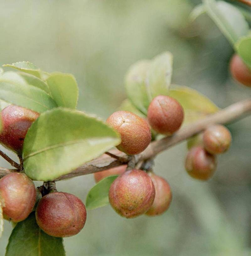 宜蘭縣大南澳地區種植苦茶樹面積17.8公頃，因採友善耕作，產出的茶籽品質好、含油率高。（宜蘭縣蘇澳鎮油茶產銷提供）