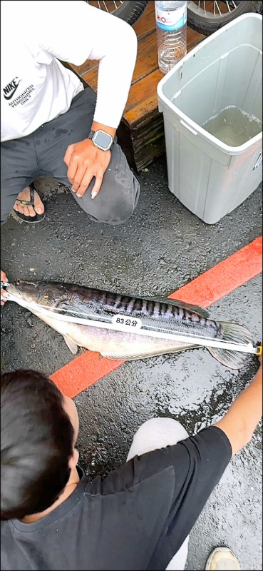 釣友莊天賜說，魚虎繁殖期間，釣友釣到魚虎成魚的機率也大降，前兩天有釣友才釣到一尾。（日月潭除三害特攻隊提供）