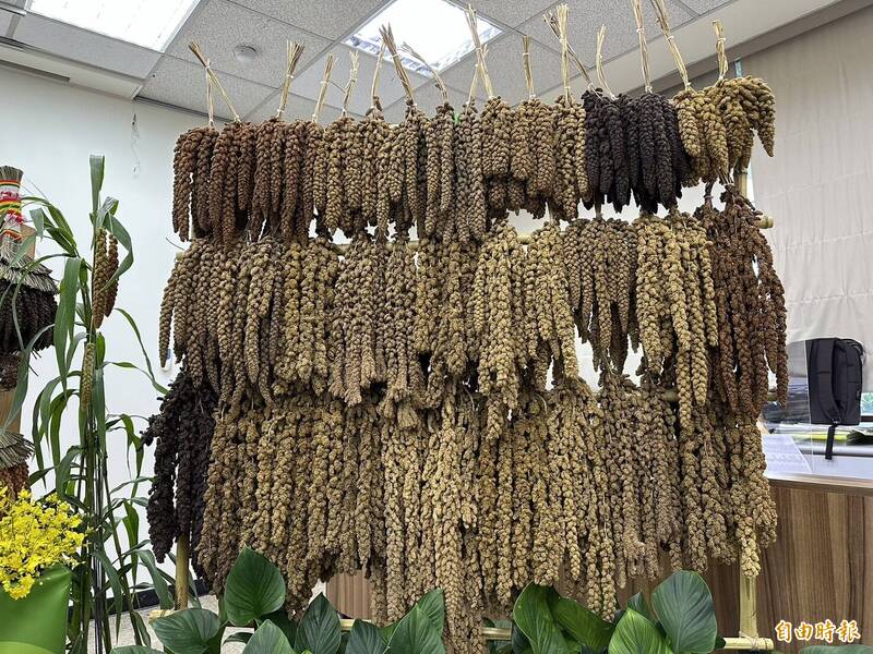 種苗場攜手民間團體 保存台灣小米種原