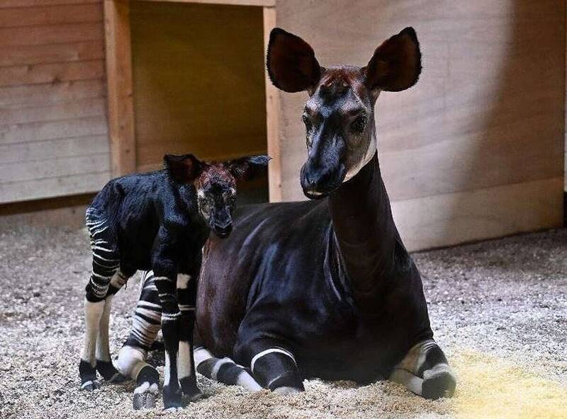 日本橫濱動物園Zoorasia宣布，園區時隔10年後，於日前再度迎來㺢㹢狓的新生兒。（圖擷取自@@livedoornews 社群平台「X」）