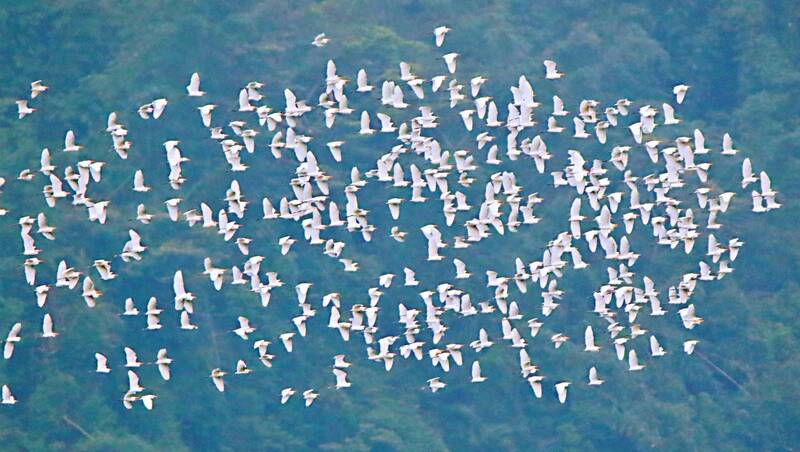 嘉義縣梅山鄉太興村秋天季節限定的「萬鷺朝鳳」生態景觀。（資料照）