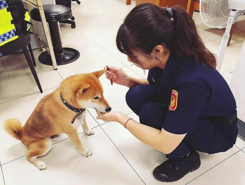 可愛柴犬大馬路走失，被熱心民眾送到派出所招領。（馬公警分局提供）