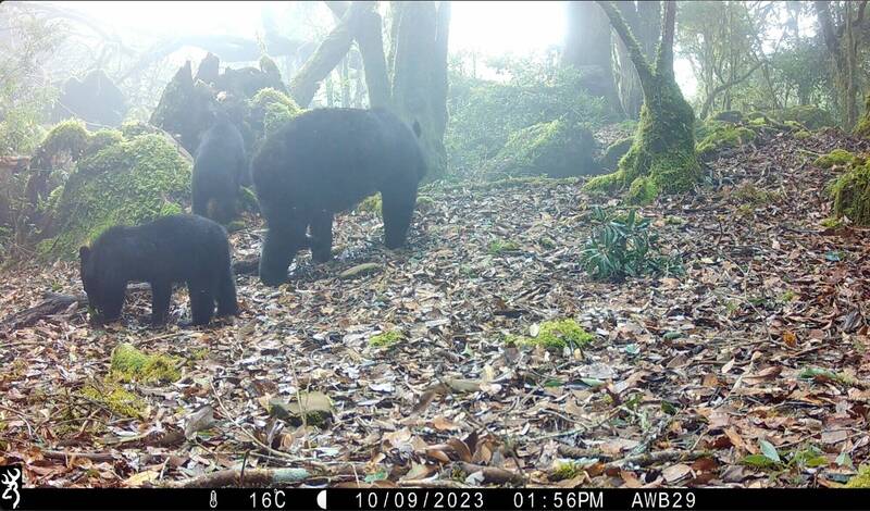 鄒族獵人拍到2隻小熊跟著母熊探索「萌」樣。（林業署嘉義分署提供）