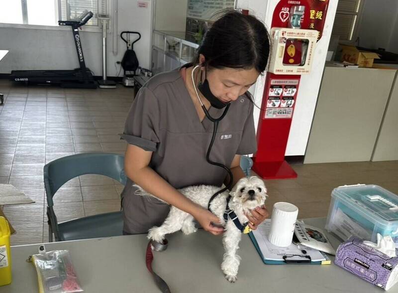 張小姐帶自家的寵物狗小白去行動醫療站三芝中山立體停車場場次就醫，獸醫張之馨替小白細心診察。（圖由新北市動保處提供）