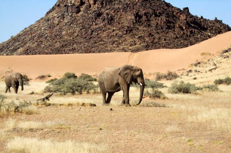 納米比亞環境部27日宣布將撲殺723隻野生動物,將撲殺後所得肉品分發給災民,而這些野生動物中也包含83頭大象。圖為納米比亞野生大象。(美聯社) 納米比亞環境部27日宣布將撲殺723隻野生動物,將撲殺後所得肉品分發給災民,而這些野生動物中也包含83頭大象。圖為納米比亞野生大象。(美聯社)