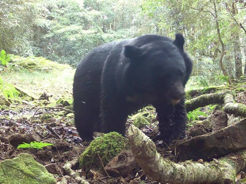 玉山園區台灣黑熊通報今年已18起，明年將展開跨域高山型國家公園黑熊監測，掌握台灣黑熊於各地的分布情況。（吳幸如教授研究團隊提供）