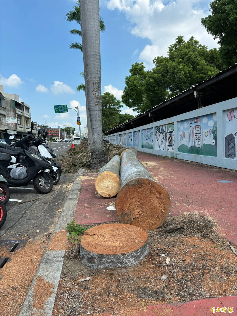 北斗國中前大王椰子染病枯死，今天鋸斷。（記者顏宏駿攝）