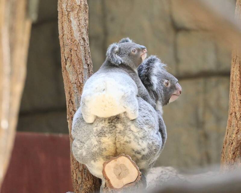 有日本網友分享，他前往名古屋市東山動植物園參觀，偶然拍到尚未滿1歲、趴在媽媽身上的小無尾熊寶寶，對著鏡頭鹿出渾圓飽滿的「雪白小屁屁」。（圖擷取自@higashiyama5555 /社群平台「X」）