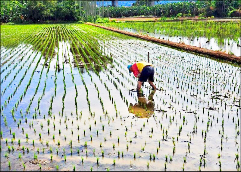 農業部提高農民職災保險傷病給付水準，即起農民若在執行農務過程中受傷，需請領傷病給付時，前2個月金額從現行的每日476元提高為680元。示意圖。（資料照）