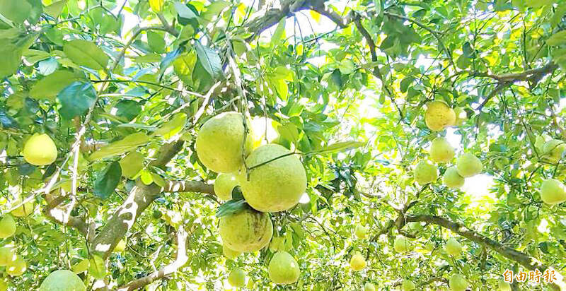 Pomeloes hang from trees in an orchard in Keelung’s Cidu District in an undated photograph.
Photo: Taipei Times file