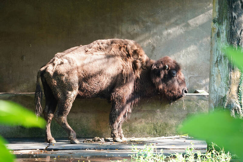 悲傷9月！台北動物園最後一隻孟加拉虎、美洲野牛離世 高齡白犀牛也走了 - 生活 - 自由時報電子報