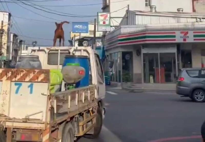 一隻中型犬站在一台行駛中的小貨車頂兜風，警方要罰。（取自社群網路「社會事新聞影音」）