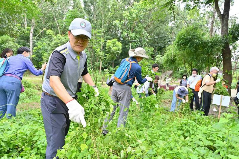 林業署嘉義分署防治小花蔓澤蘭，祭出每公斤5元收購綠金，號召民眾一说念移除維護生態環境。（林業署嘉義分署提供）（記者王善嬿攝）