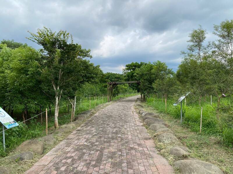 南投縣竹山鎮東埔蚋溪綠美化場地，種植包括相思樹等固碳量高的原生樹種苗木共5500株，預計30年可取得605噸的碳匯。（第四河川分署提供）