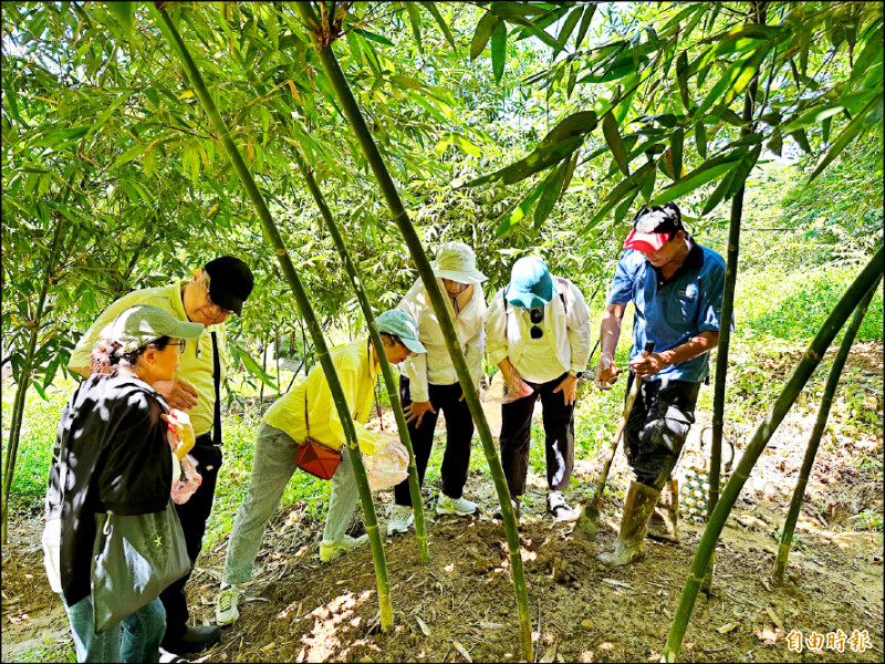 以「山客尞尞」為主題，打造三峽區在地的客家節慶品牌，安排在地的客家青年導覽遊程，民眾參與採筍、採茶、竹藝等體驗。（記者羅國嘉攝）