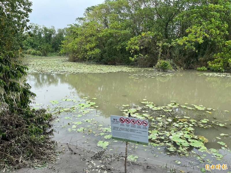大樹舊鐵橋濕地公園水雉棲地遭受凱米颱風衝擊，水雉幼鳥全部消失不見。（記者陳文嬋攝）
