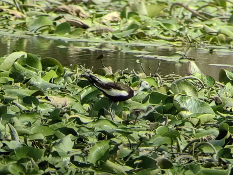 凱米颱風來襲前，大樹舊鐵橋溼地公園可見水雉漫步棲地覓食。（高雄鳥會提供）
