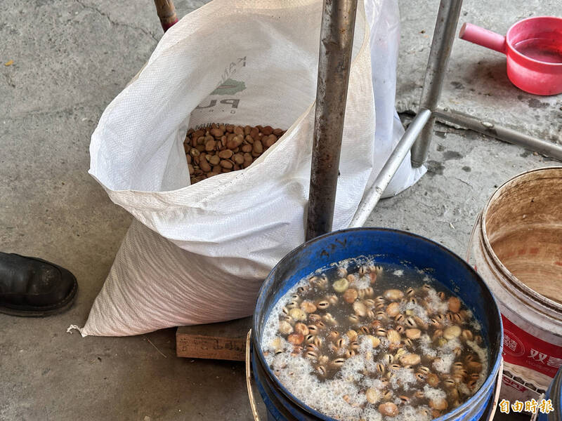 飼養草魚前需要將蠶豆浸泡在水中一天，讓豆子軟化。（記者李文德攝）