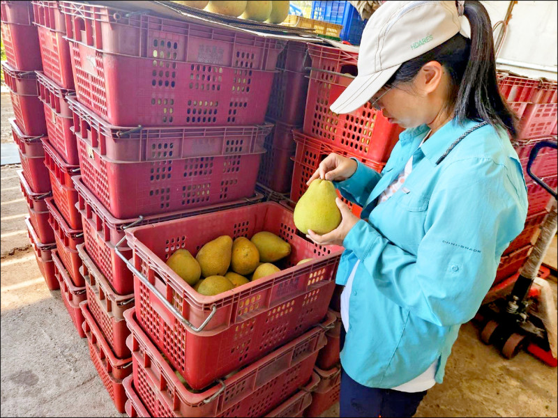 對於檢出有蟲害文旦的供果園與包裝場，農業部花改場會加強溯源輔導。
（防檢署提供）