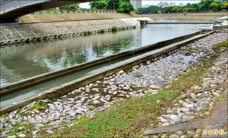 旱溪排水在大里彩橋下方河段，上千條魚暴斃。（記者陳建志攝）