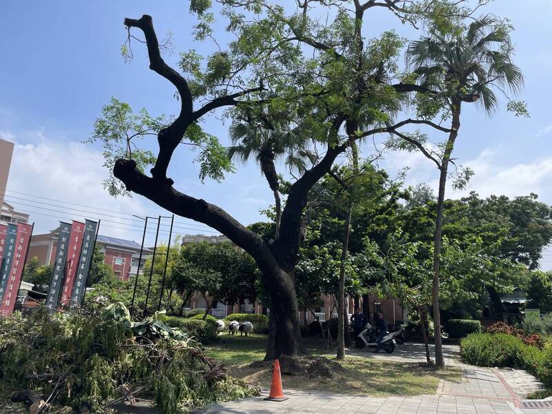 台南州知事官邸前的苦楝老樹，被直接「截肢毀容」，外界批評做法太粗暴了。 （圖由李宗霖提供）