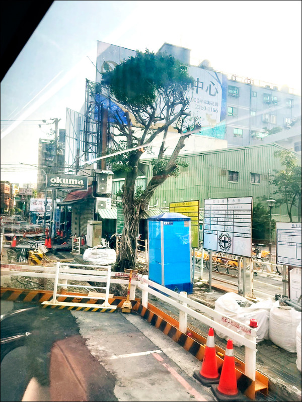 土城區中央路一帶進行人行道改善工程，將遷移當地榕樹。（看守土城愛綠協會提供）