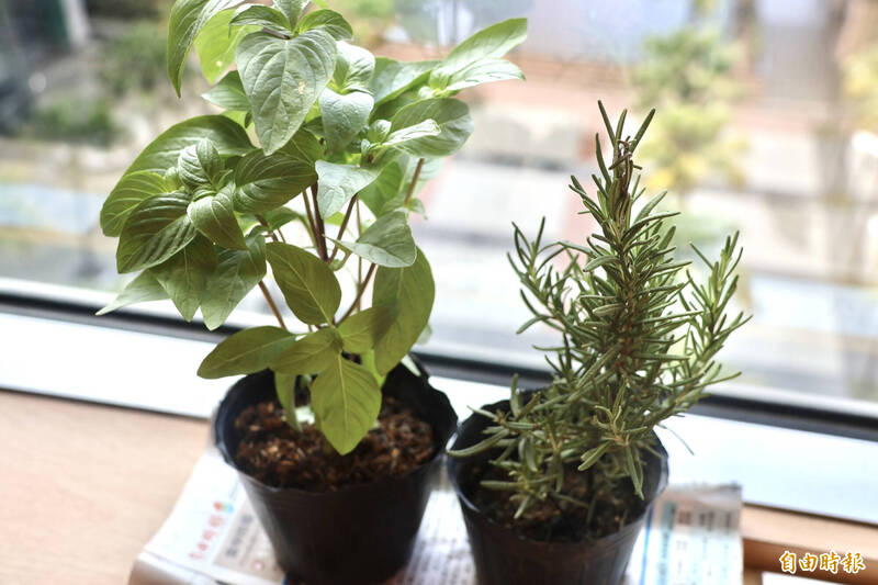 香草植物可以入菜，像是烤肉醃料添加迷迭香、鹹酥雞搭配九層塔。（記者董冠怡攝）