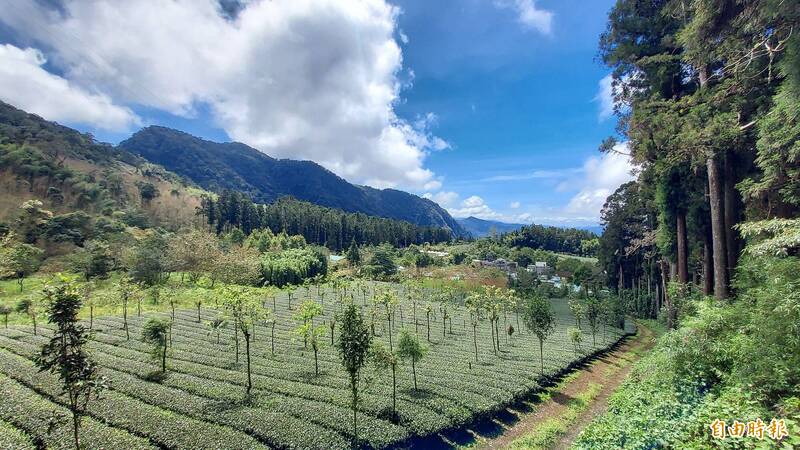 秋遊嘉鄉千人健行  飽覽山景、茶園風光