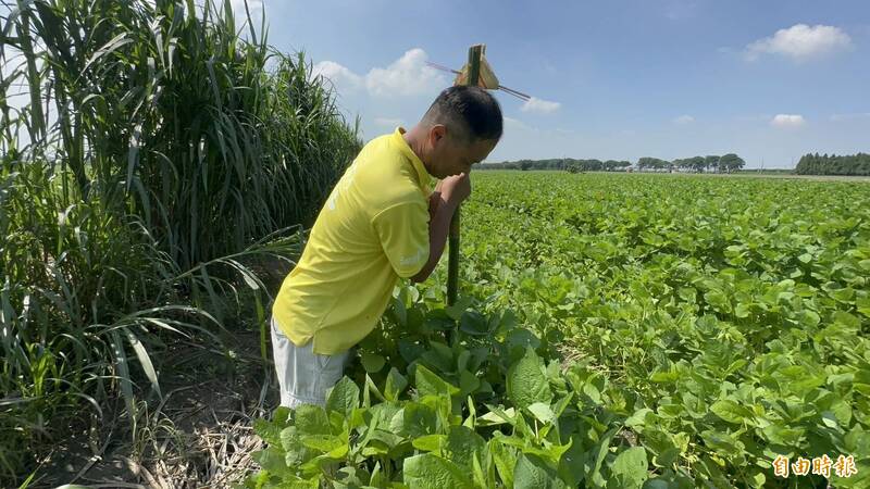 鄉村也罕見! 中秋節田間插著「神秘枴杖」 背後原因曝光 - 雲林縣 - 自由時報電子報