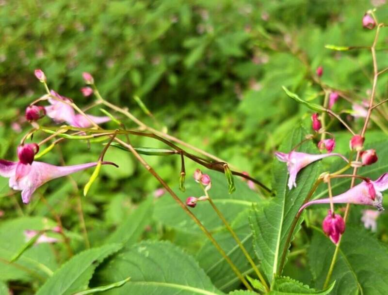 南投仁愛台大梅峰農場海拔、氣候適中，棣慕華鳳仙花在園區內復育良好。（圖由台大梅峰農場提供）