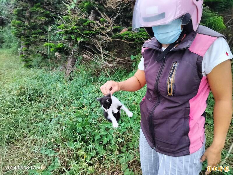 搶救喵星人大作戰  澎湖西嶼竹灣草叢幼貓哀鳴幸運獲救