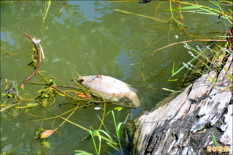 死亡魚群多數為吳郭魚、琵琶鼠及泰國鱧等大型外來魚種。（記者王峻祺攝）