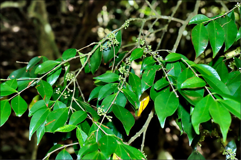 921地震25年 九九峰發現瀕危新物種