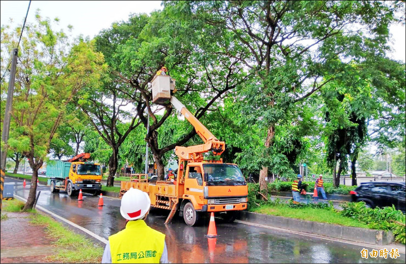 高雄市公園處於主要幹道加強行道樹疏枝修剪。（記者葛祐豪攝）