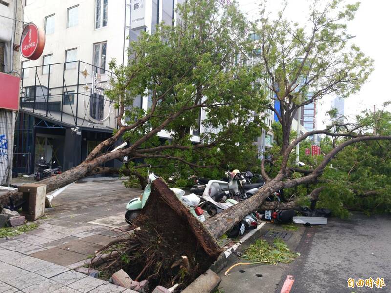 高雄中央公園周遭的路樹，被颱風吹得倒成一片。（記者葛祐豪攝）