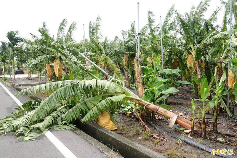 山陀兒颱風致全台農損近千萬元，目前作物以香蕉最嚴重；圖為香蕉農損示意圖。（資料照）