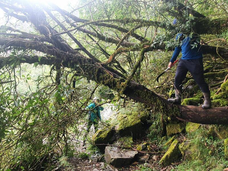 山陀兒颱風警報解除，玉山主峰線步道經巡查清除倒木後，5日將恢復主峰登山活動。（玉管處提供）