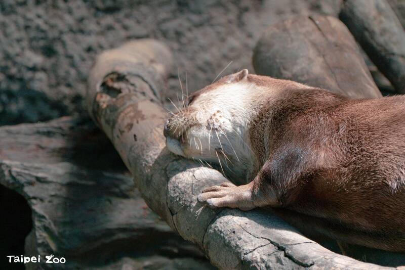 動物園的小爪水獺，平常也會將漂流木用來蹭毛與抓癢。（台北市立動物園提供）