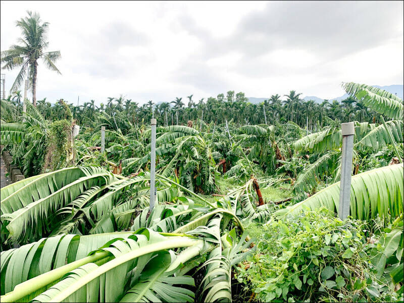 山陀兒颱風導致全台農損，其中以香蕉最慘，已損5969萬多元。圖為屏東縣的香蕉樹因這次風災倒伏。（屏東縣府提供）