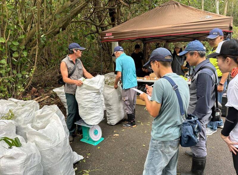 林業及自然保育署新竹分署大湖工作站於今（5）日結合台灣紫斑蝶生態保育協會志工和在地塭內社區居民共75人投入移除行列，合作移除435公斤的小花蔓澤蘭。 （圖由林業及自然保育署新竹分署提供）